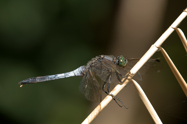Orthetrum cancellatum e Selysiothemis nigra